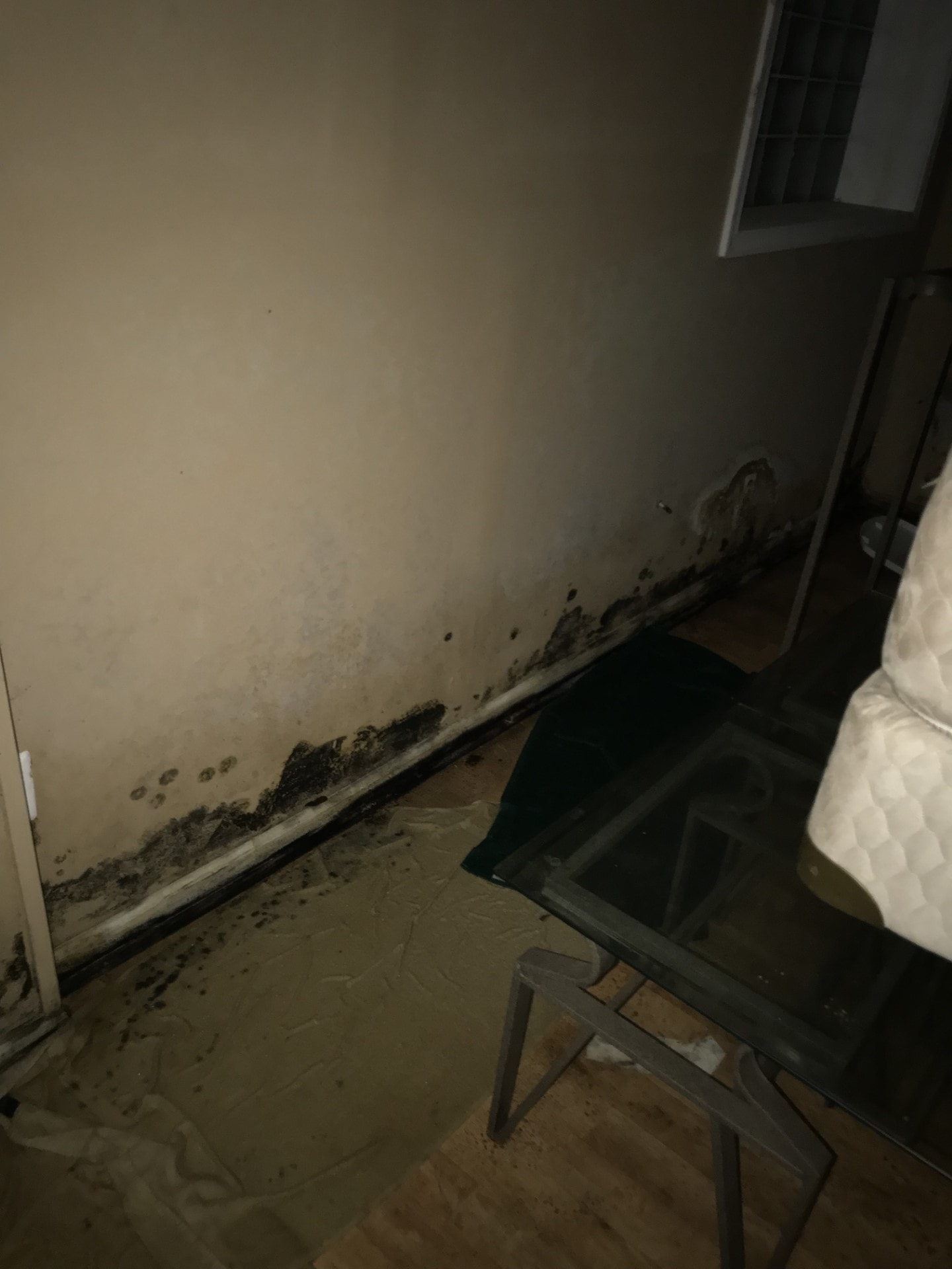 Mold remediation job site